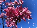 Flowers blossom pink apple  red white petal flowering tree branch against a blue sky Royalty Free Stock Photo