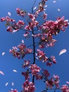 Flowers blossom pink apple  red white petal flowering tree branch against a blue sky Royalty Free Stock Photo