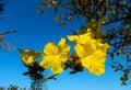 Flowers blossom in spring time on sky Royalty Free Stock Photo