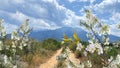 White flower blossom tree branch and green leaves on horizon mountains Olympus wild field grass blue sky whece nature la Royalty Free Stock Photo