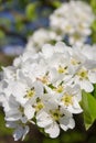 Flowers blossomed pear Royalty Free Stock Photo