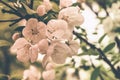 Flowers of a blossoming apple-tree