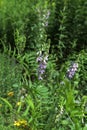 Flowers blossoming Galega officinalis