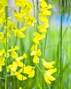 Flowers of blossoming Laburnum anagyroides or the common laburnum, golden chain or golden rain - bright yellow flowers on green