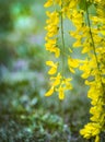 Flowers of blossoming Laburnum anagyroides or the common laburnum, golden chain or golden rain - bright yellow flowers on green Royalty Free Stock Photo