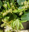 Flowers blossoming tree linden wood, used for the preparation of healing tea Royalty Free Stock Photo