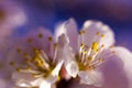 Flowers of blossoming trees close-up. White flowers close-up against a blue sky. Screensaver wallpaper your computer, tablet, phon