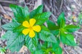 Flowers blossoms and traditions on tropical Koh Samui island Thailand Royalty Free Stock Photo