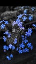 Forget-me-not Royalty Free Stock Photo