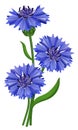 Flowers blue cornflower (Centaurea cyanus).