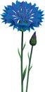Flowers blue cornflower (Centaurea cyanus).