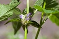 Flowers of a blue giant hyssop, Agastache foeniculum Royalty Free Stock Photo