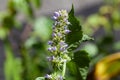 Flowers of a blue giant hyssop, Agastache foeniculum Royalty Free Stock Photo