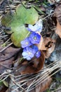 Flowers blue at Gurahont dendrological park Royalty Free Stock Photo