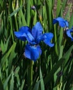 Flowers blue iris Royalty Free Stock Photo