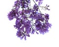 Flowers of blue jacaranda, Jacaranda mimosifolia Royalty Free Stock Photo