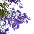 Flowers of blue jacaranda, Jacaranda mimosifolia Royalty Free Stock Photo