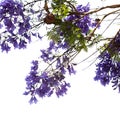 Flowers of blue jacaranda, Jacaranda mimosifolia Royalty Free Stock Photo