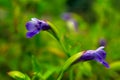 Blue Moneywort or Lindernia Grandiflora,