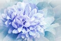 Flowers   blue   peony.   Floral vintage background.   Petals peonies.  Close-up. Royalty Free Stock Photo