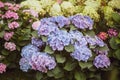 Flowers blue and pink hydrangeas in the garden, toned, stylish p
