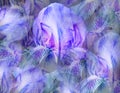 Flowers blue-purple irises. Floral vintage background. Petals irises.   Close-up. Royalty Free Stock Photo