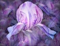 Flowers  blue and purple  irises. Floral vintage background. Petals irises.   Close-up. Royalty Free Stock Photo