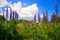 Flowers blue-purple lupine against the sky. Royalty Free Stock Photo