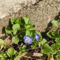 Flowers blue - Speedwell flower - Veronica filiformis Royalty Free Stock Photo