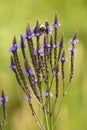 Flowers of blue vervain in a swamp in Connecticut