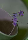 Flowers bluebell that had fallen into the water