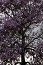 Flowers of the bluebell tree Paulownia tomentosa