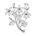 Flowers bluebells. Vector stock illustration eps 10. Hand drawing. Outline Royalty Free Stock Photo