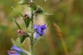 Flowers of a blueweed or viper bugloss Royalty Free Stock Photo