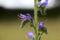 Flowers of a blueweed or viper bugloss