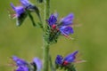 Flowers of a blueweed or viper bugloss