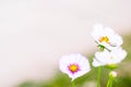 Flowers blur on the bokeh background.