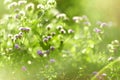 Flowers Blurred Background. Bokeh, Boke Wild Flowers With Sunlight