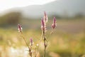 Flowers on blurred background