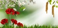 flowers on a blurry green background and a branch of a blossoming cherry tree Royalty Free Stock Photo