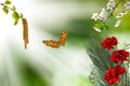 flowers on a blurry green background and a flying butterfly and a branch of a blossoming cherry tree