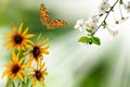 flowers on a blurry green background and a flying butterfly and a branch of a blossoming cherry tree