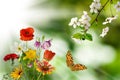 flowers on a blurry green background and a flying butterfly and a branch of a blossoming cherry tree Royalty Free Stock Photo