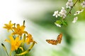 flowers on a blurry green background and a flying butterfly and a branch of a blossoming cherry tree Royalty Free Stock Photo