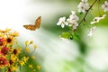 flowers on a blurry green background and a flying butterfly and a branch of a blossoming cherry tree Royalty Free Stock Photo