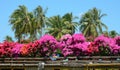 Flowers on boat in Mekong Delta, Vietnam