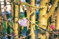 Flowers of Bodnant viburnum