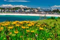 Flowers with Bondi Beach view, Australia Royalty Free Stock Photo