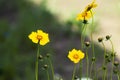 Flowers border, field of fresh yellow daisies over blue sky natural background.