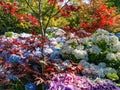 Flowers at Botanic Garden, Christchurch, South Island, New Zealand Royalty Free Stock Photo